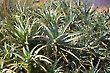 Babosa Aloe Vera
