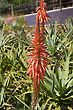 Babosa Aloe Vera Flower