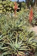 Babosa Aloe Vera and Flowers