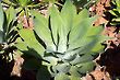 Agave  attenuata Lion's Tail or Swan's Neck or Foxtail