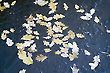 Tree Leaves on a Frozen Pond