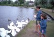 Feeding Swans