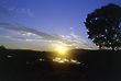 Tree Silhouette Against Sunset