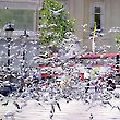 Trafalgar Square Pigeons
