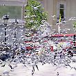 Trafalgar Square Pigeons