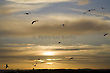 Seagulls in Sunset in Walberswick, Suffolk, England, Europe