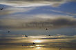 Seagulls in Sunset in Walberswick, Suffolk, England