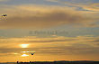 Seagulls in Sunset in Walberswick, Suffolk, England
