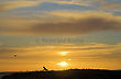 Seagulls in Sunset in Walberswick, Suffolk, England