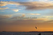 Seagulls in Sunset in Walberswick, Sizewell  B in background, England