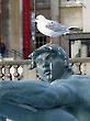 Seagull on top of statue, Trafalgar Square, London, England