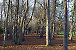 Trees in Christchurch Park, Ipswich, Suffolk, England
