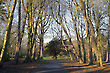 Trees in Christchurch Park, Ipswich, Suffolk, England